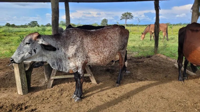 Vacas Leiteiras - Preço de Arroba - Foto 4