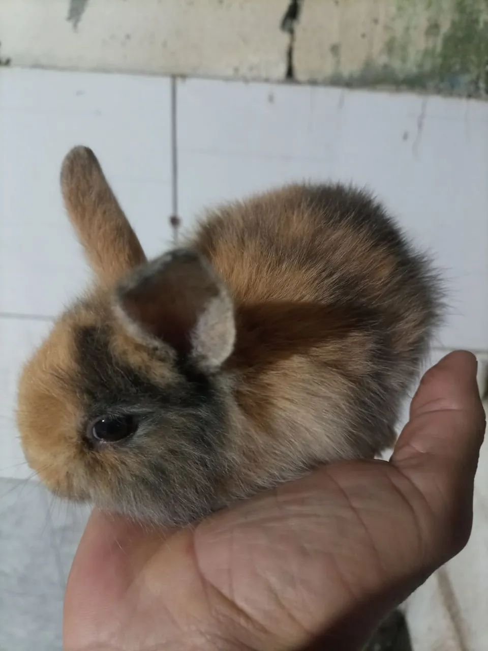 Mini laon 434735871175567363