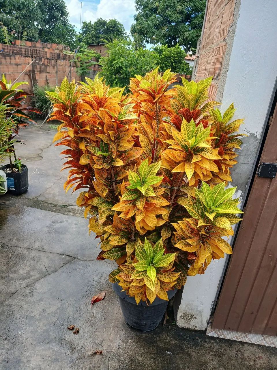 Planta laranja 