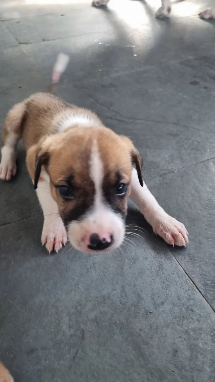 Doe filhotes  - Foto 2