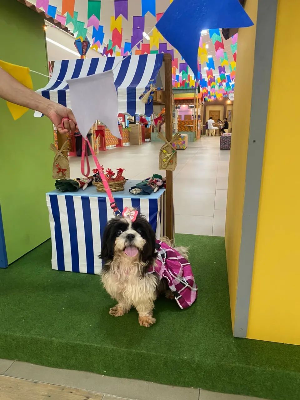 Shihtzu  - Foto 2