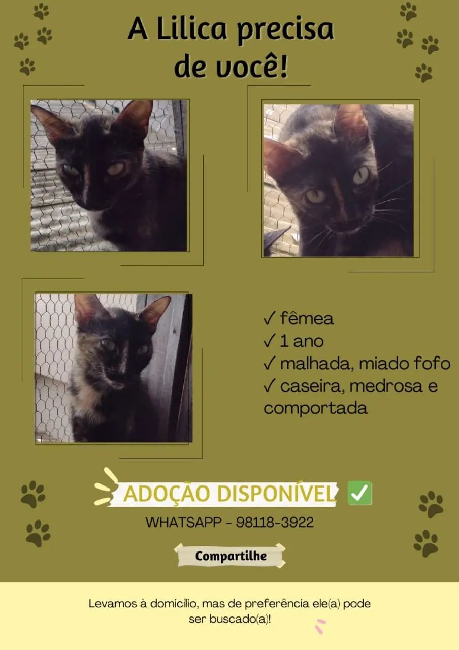 Lindos gatinhos para adoção  - Foto 5