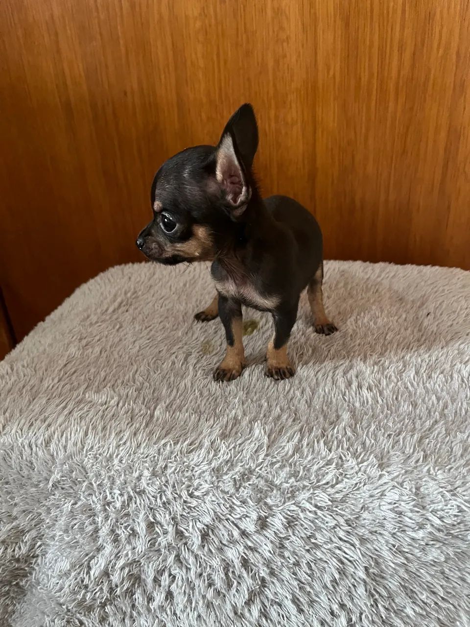 Pinscher zero machinho - Foto 5