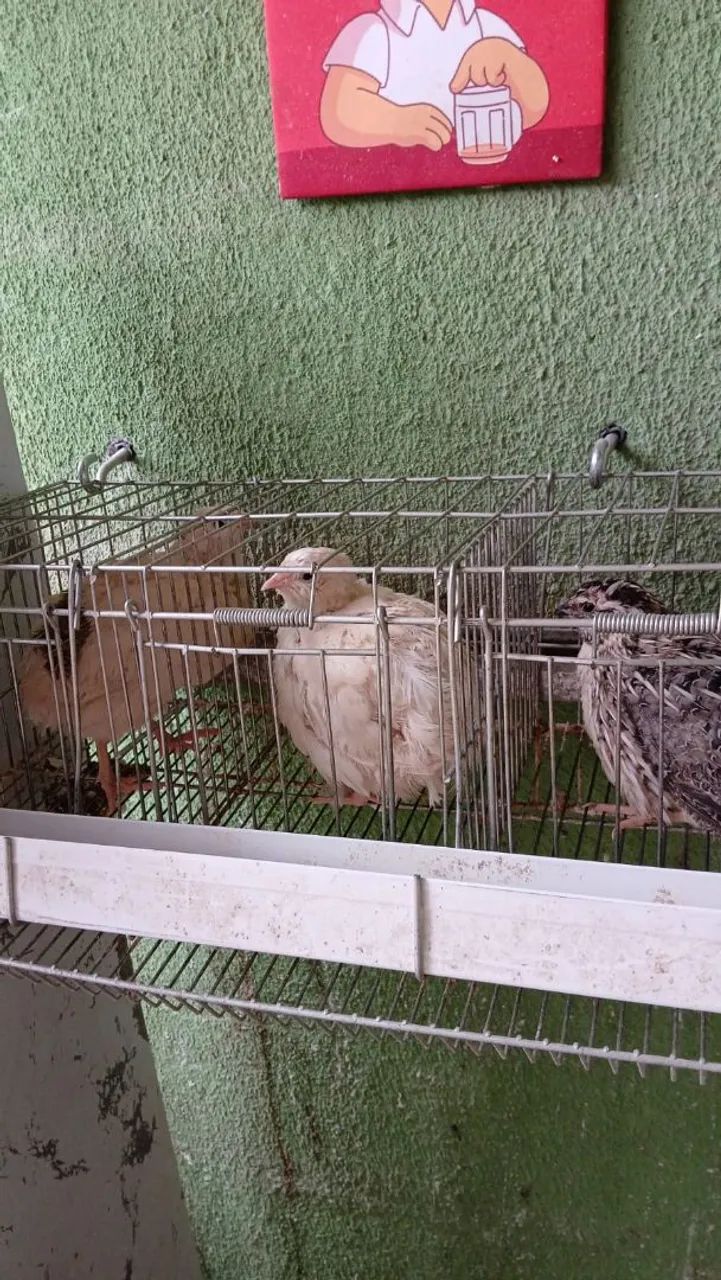 codornas japonesas e gigantes  - Foto 3