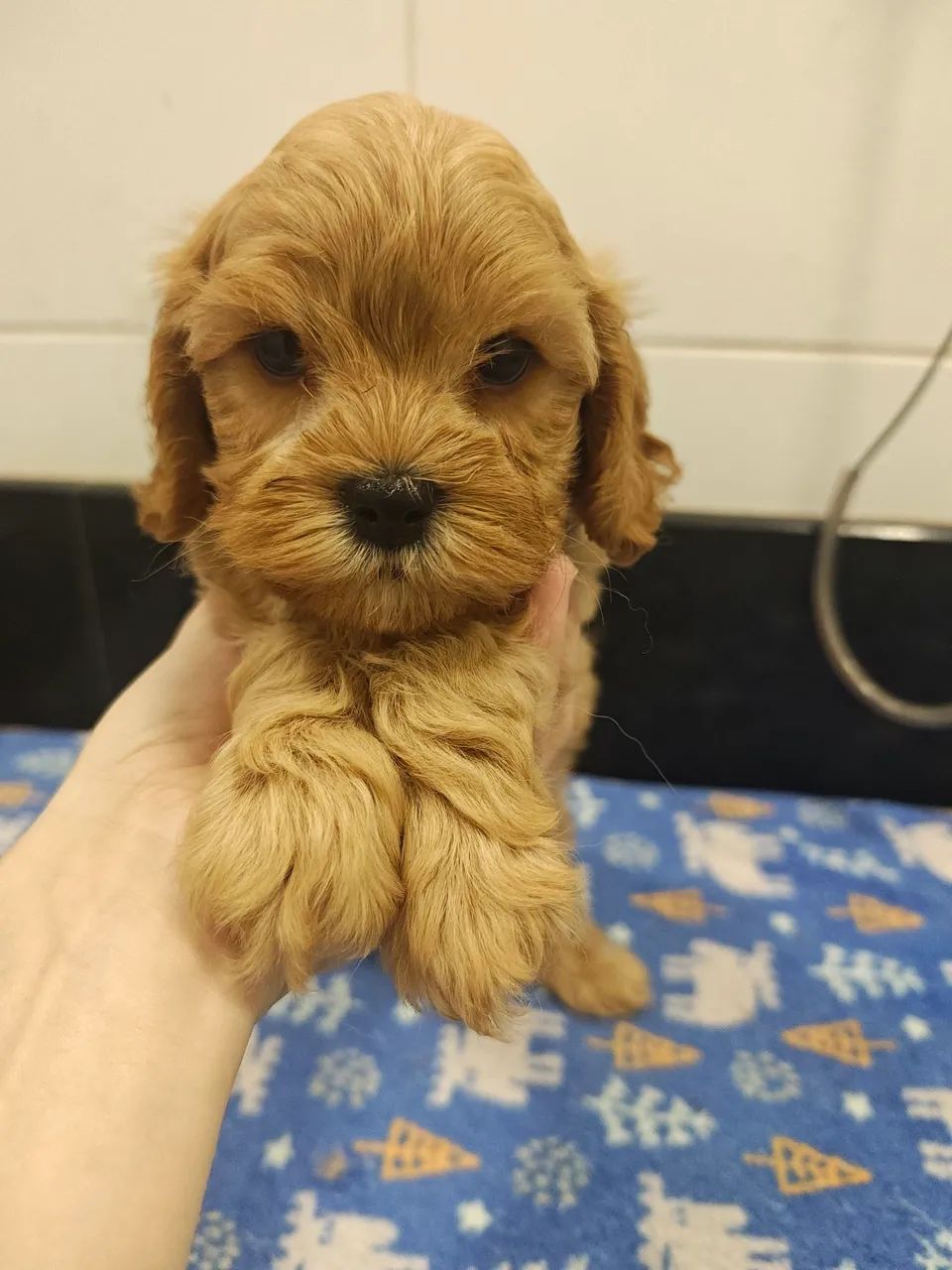 Filhote de Cavapoo macho Dourado - Foto 2
