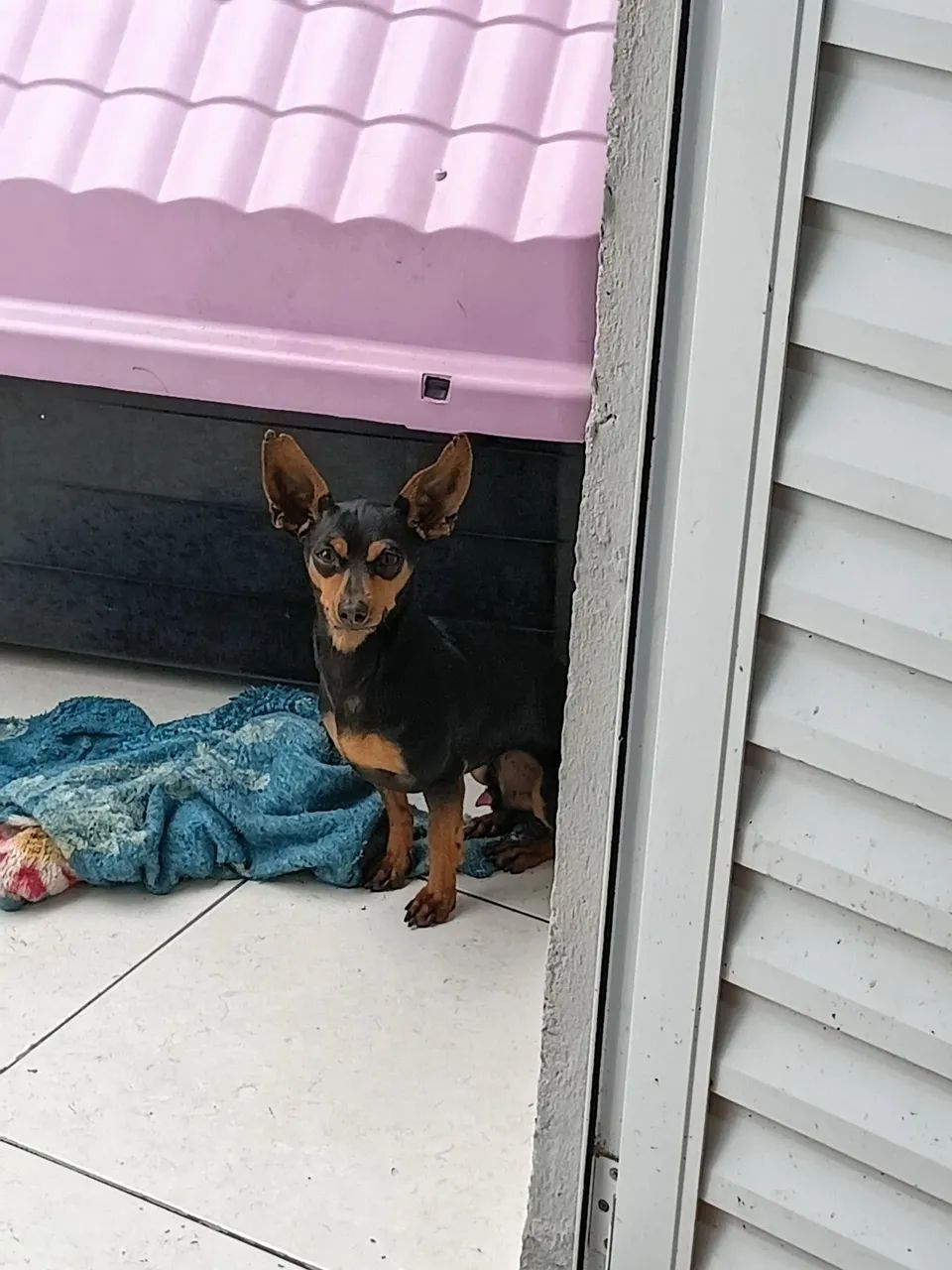 Pinscher  - Foto 4