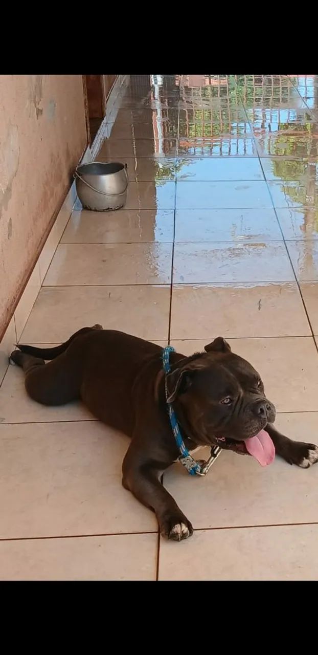 Docao de um cao