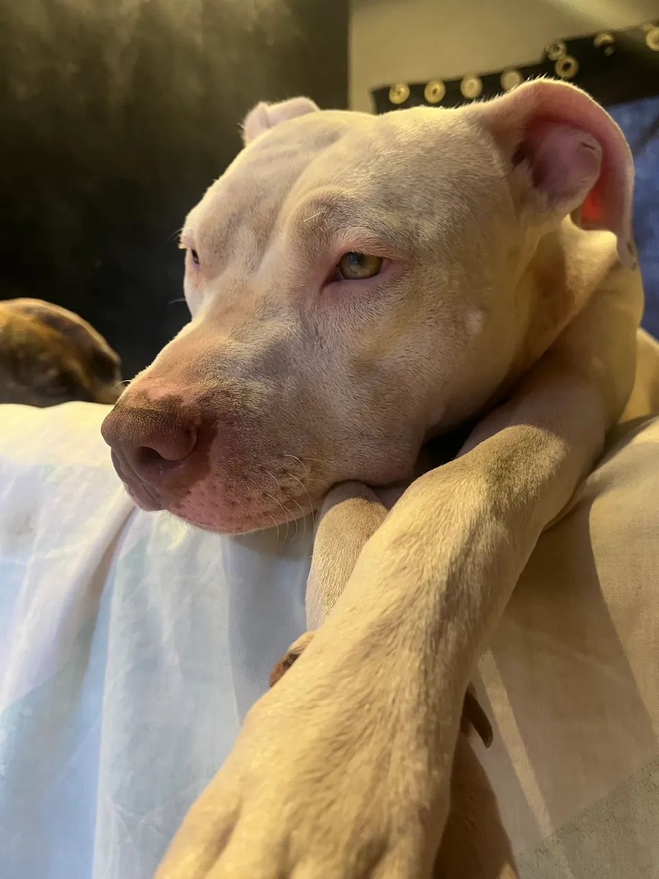 Pitbull - Foto 4