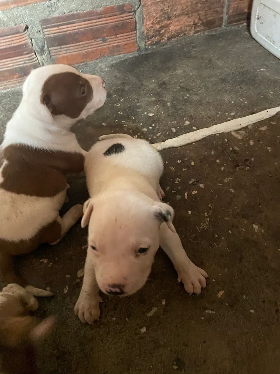 Vendo filhotes de pitbull  - Foto 4