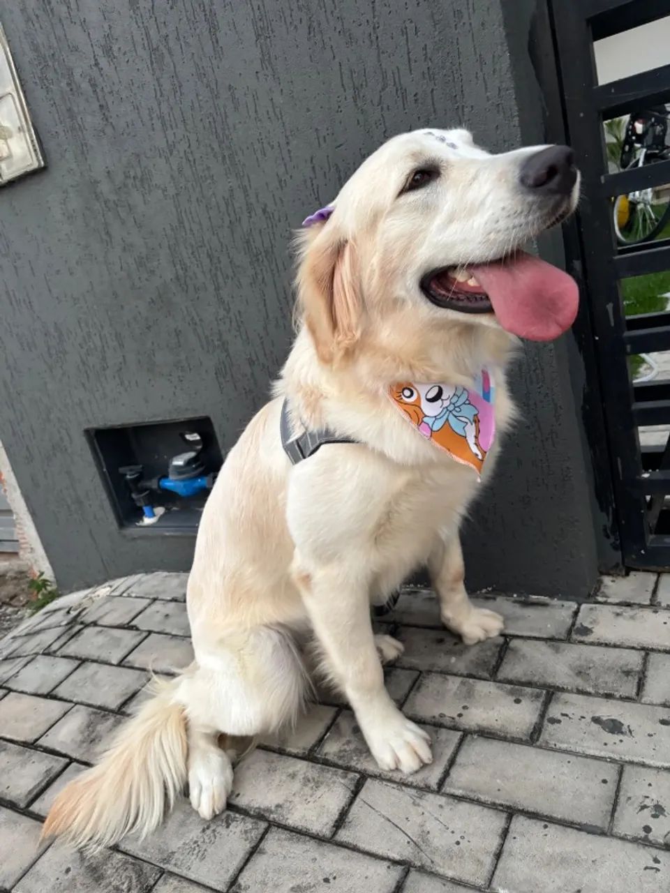 Cachorro 