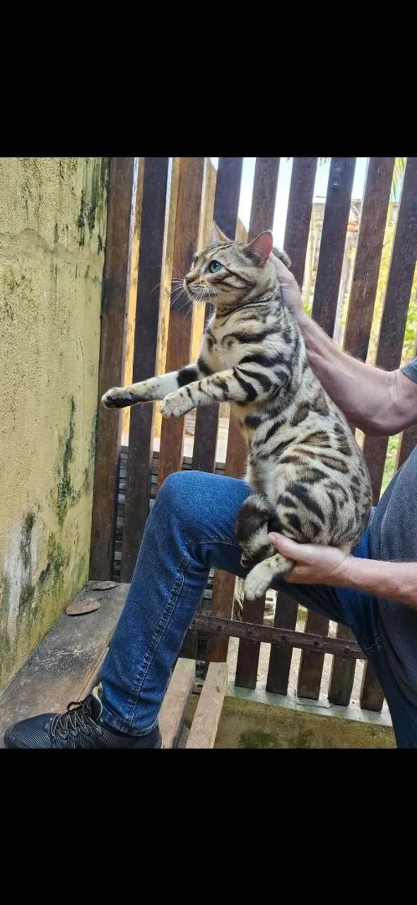 Bengal 