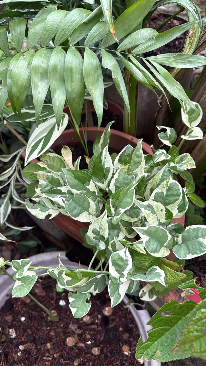 Plantas