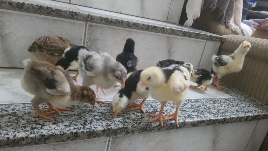 Pinto galinha gsb, balao  - Foto 2