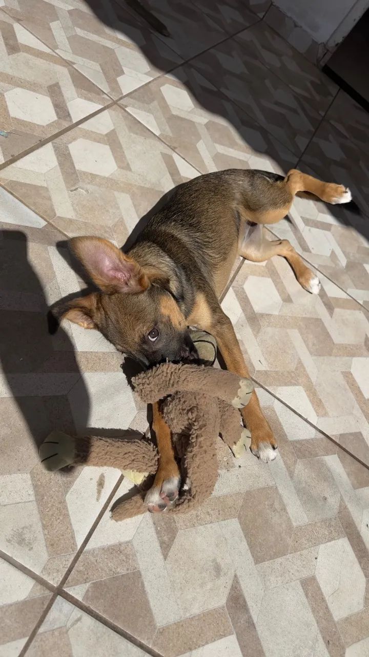 Cachorro - Foto 2