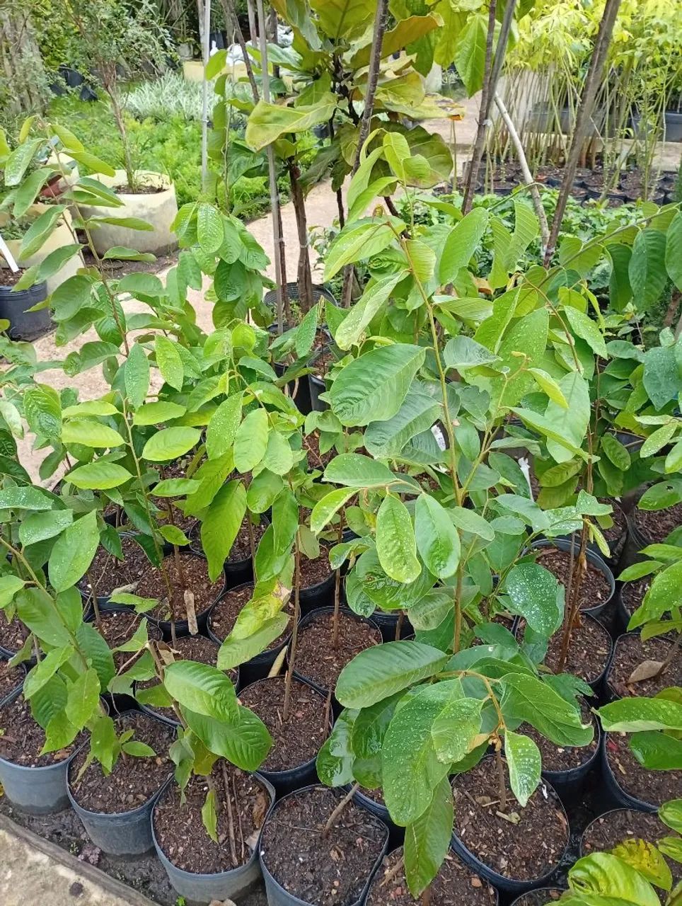 Mudas de Ariticum  - Foto 2