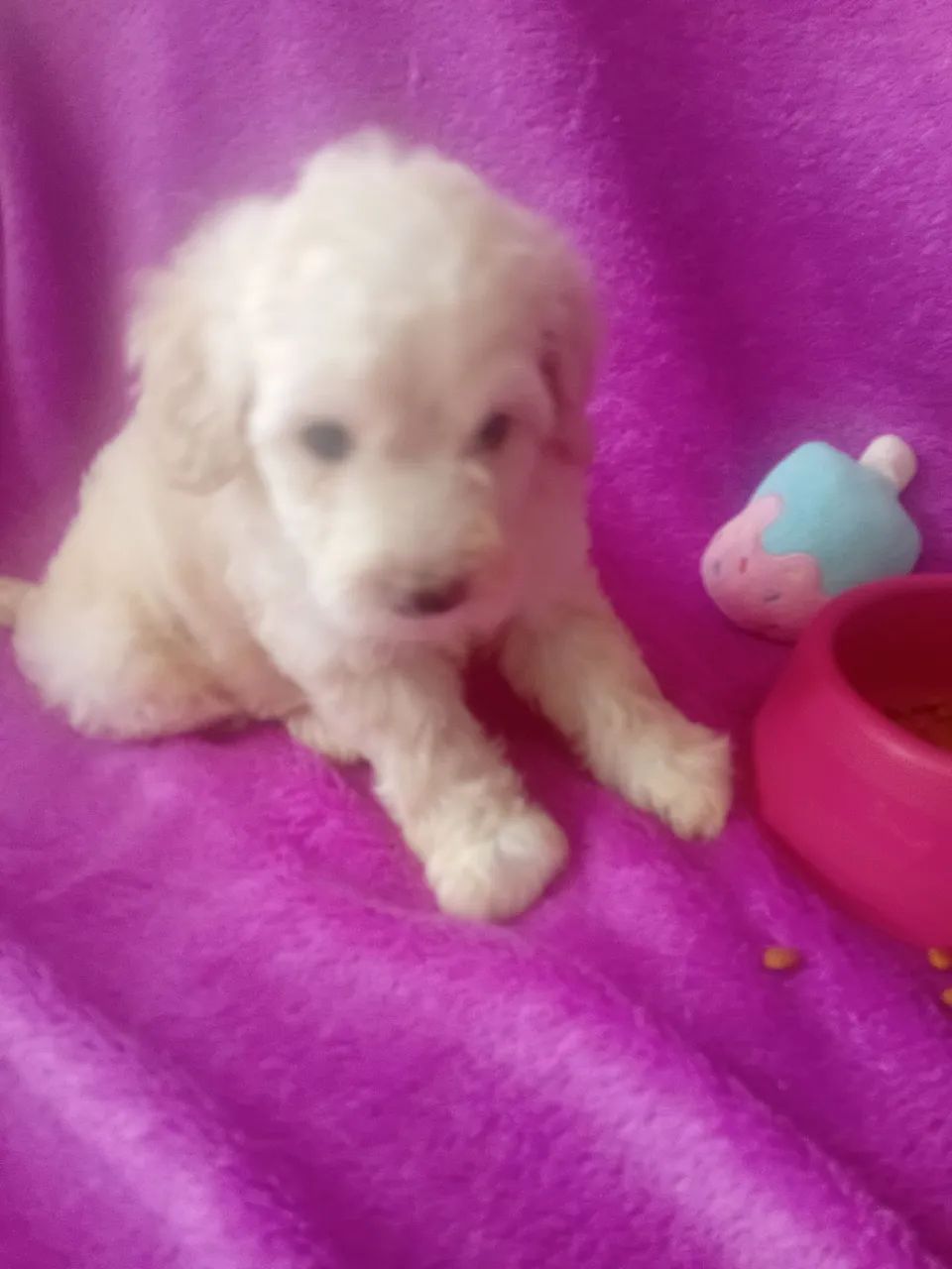 Poodle - Foto 2