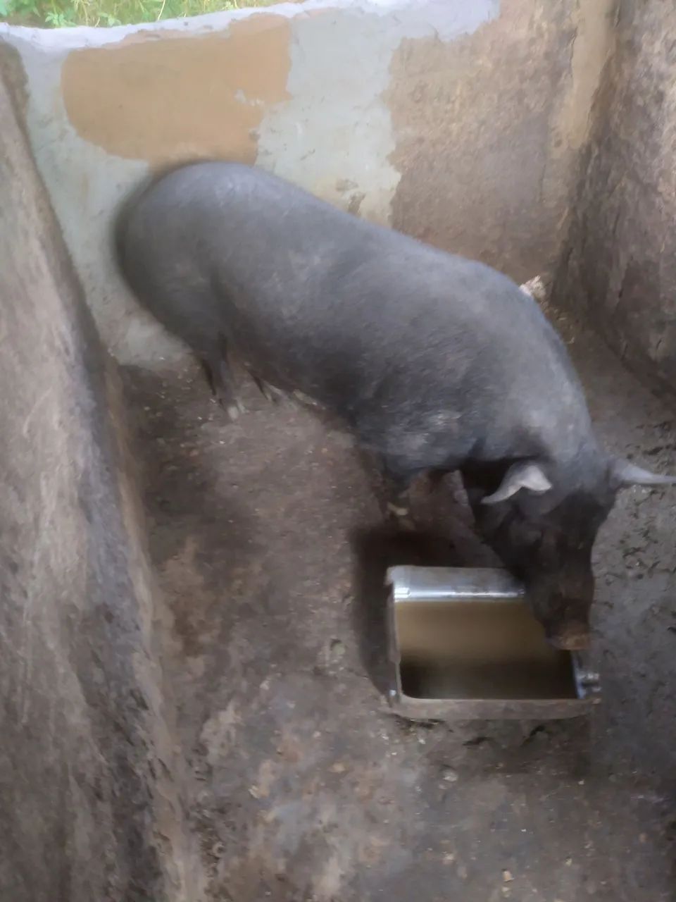 Porco Reprodutores  - Foto 2