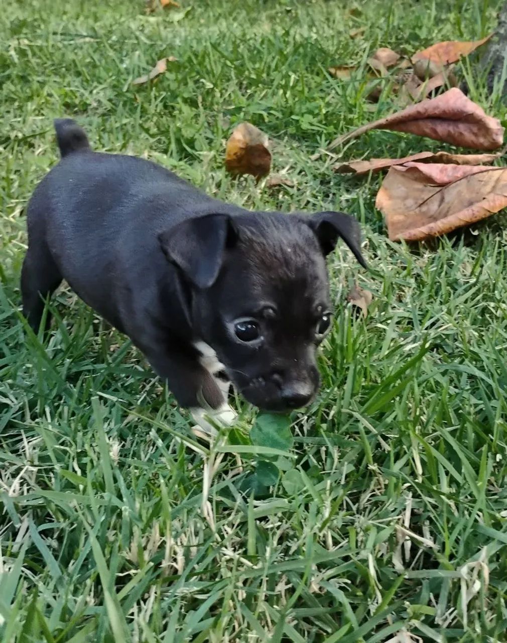 FEMEAS Pinscher 1 - Foto 5