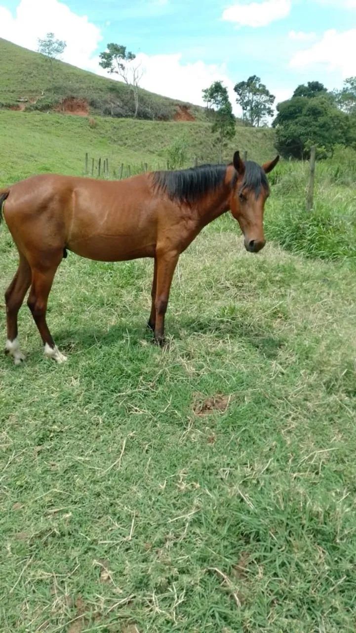 Vendo Potro - Foto 2