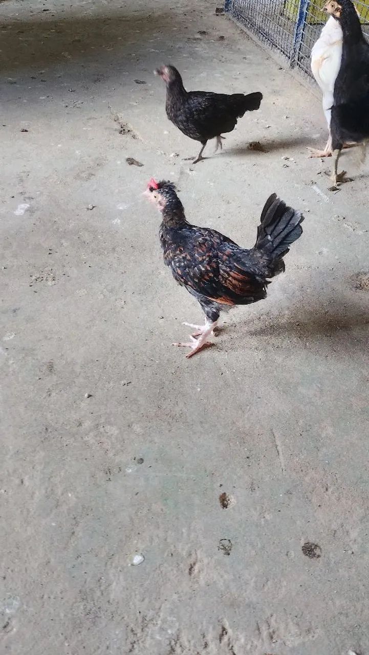 Galinha garnizé  - Foto 5