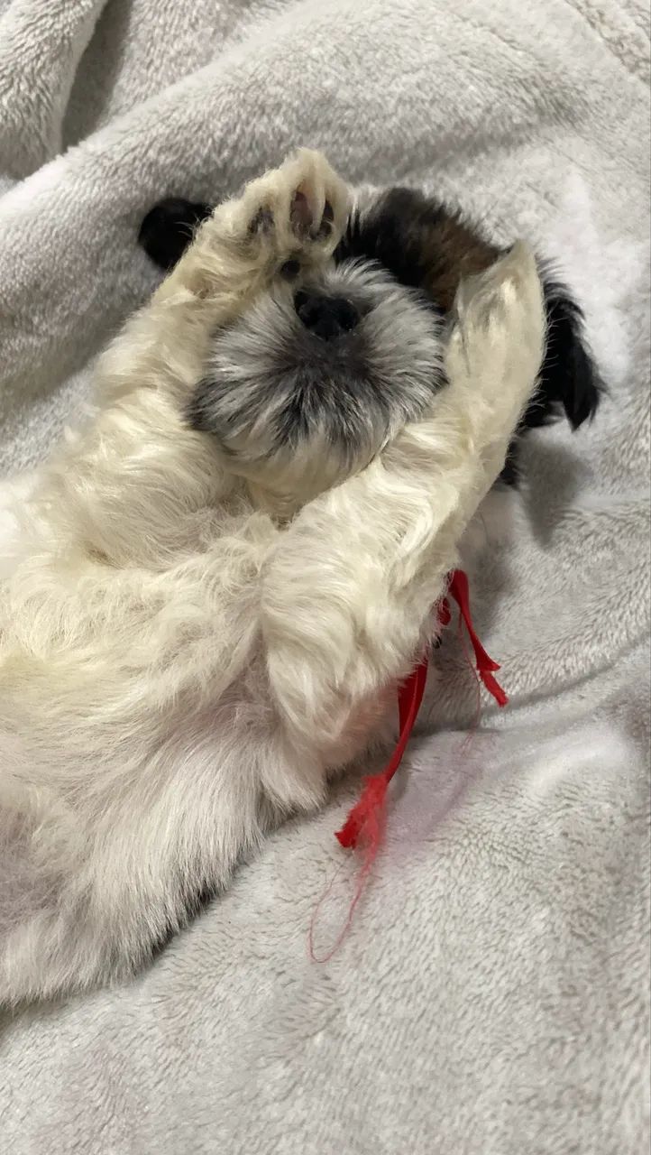 Fêmea shihtzu pura  - Foto 2