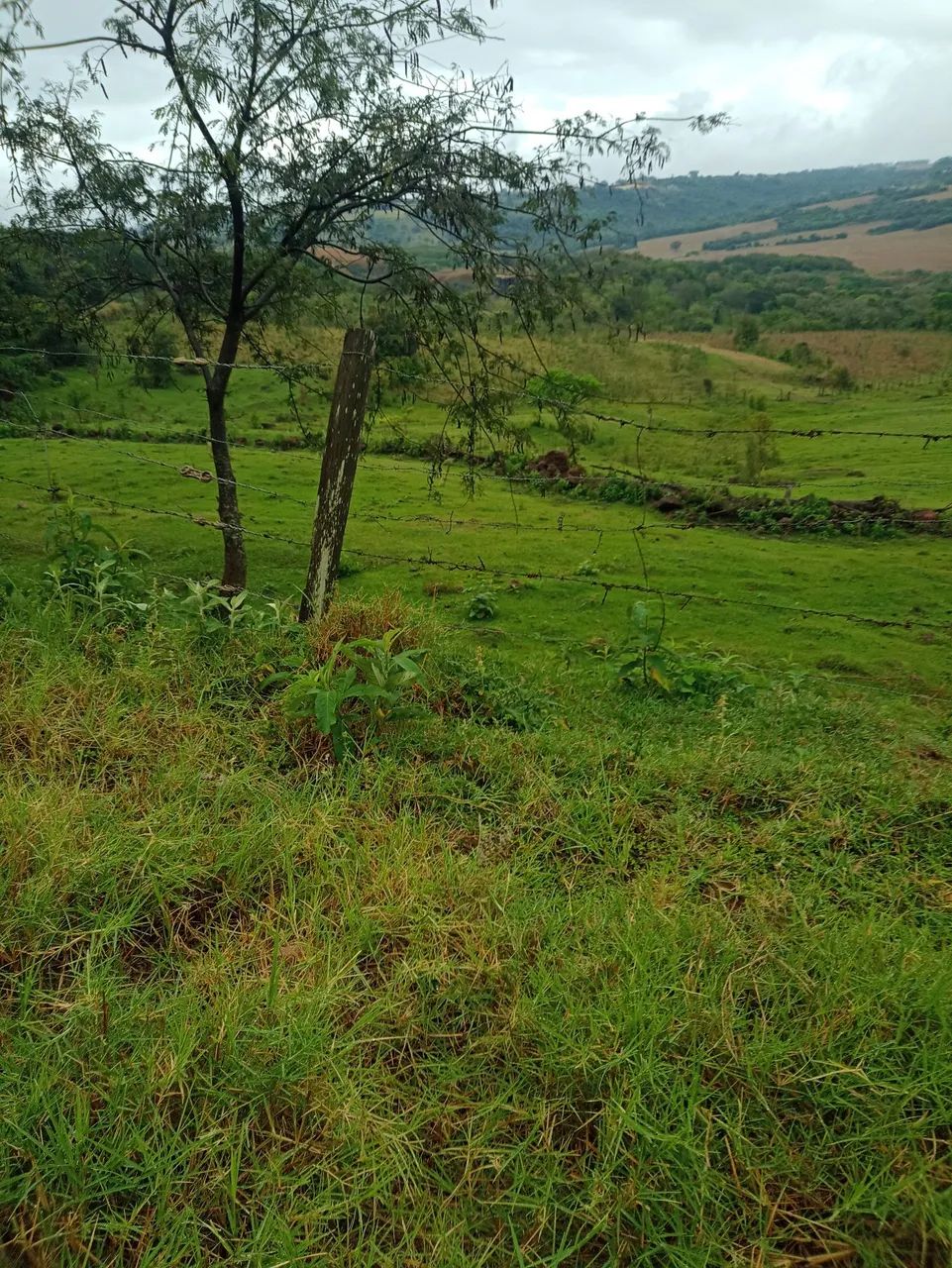 Pasto para cavalo  - Foto 5