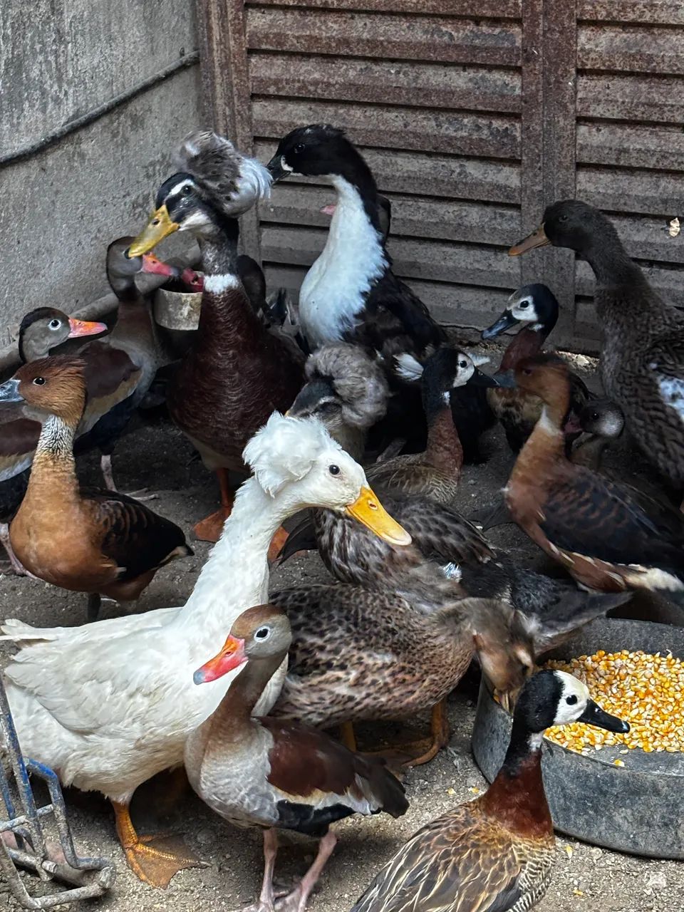 Paturi Pompom e marrecas. - Foto 4