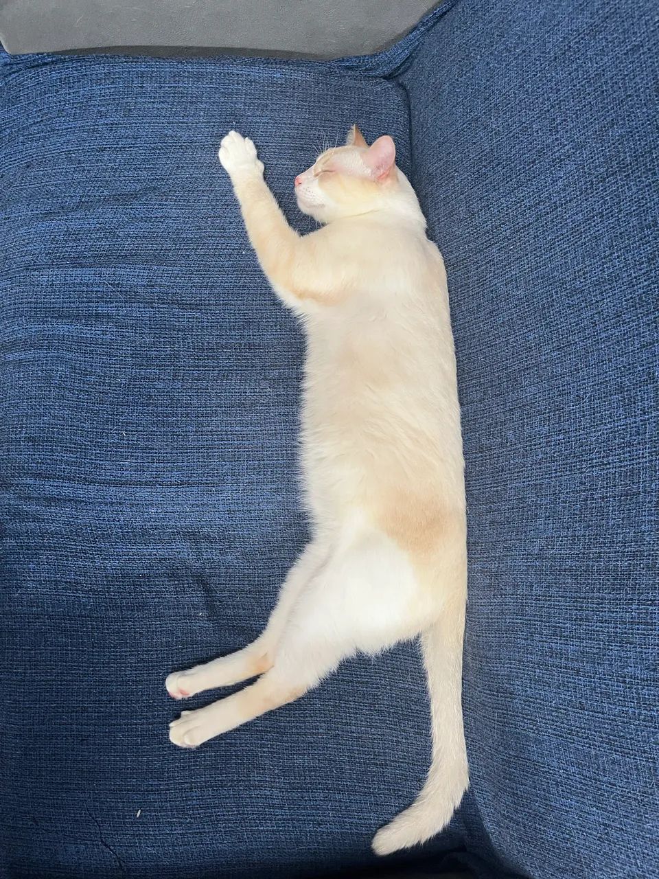 Adote gato lindo dos olhos azuis, grande e saudável  - Foto 4