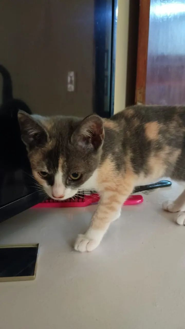 Gatinha para adoção  - Foto 2