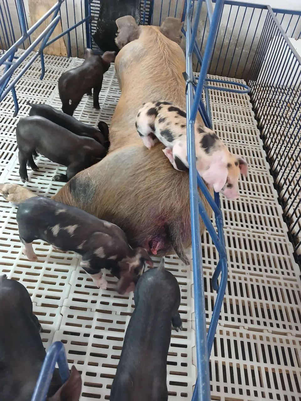 Leitões a venda  - Foto 2