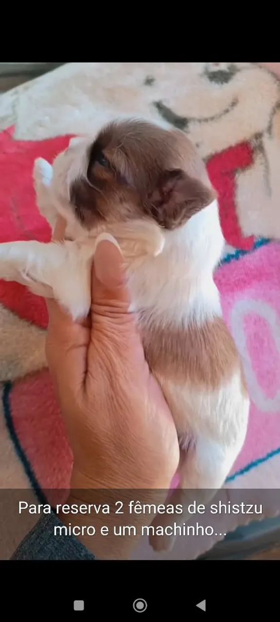Lindos bbs de shistzu micro para reserva 