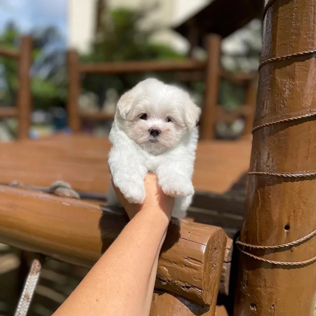 Maltês Micro Legítimos com Pedigree  - Foto 3