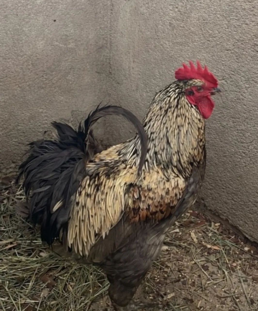 GALO GIGANTE CAIPIRA PCG