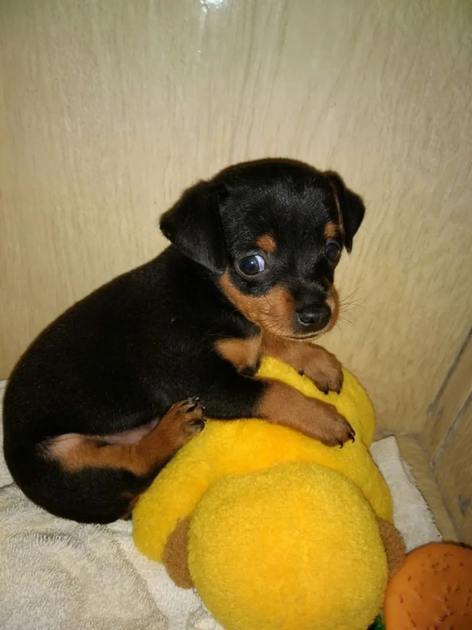 Filhote pinscher 