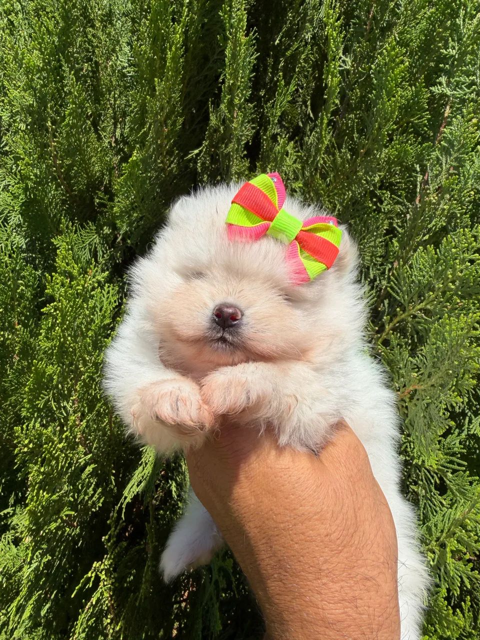 Lulu da Pomerania  - Foto 2