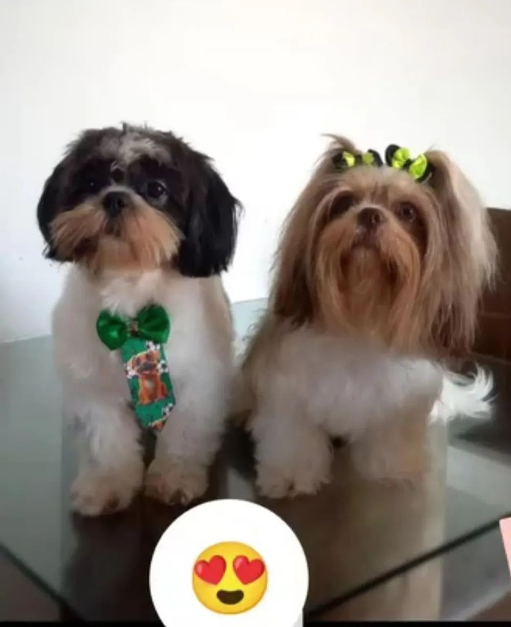 Pets  - Foto 2