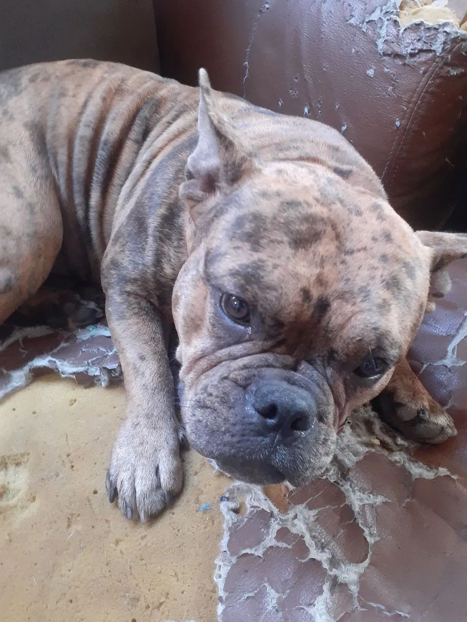 American Bully - Foto 3