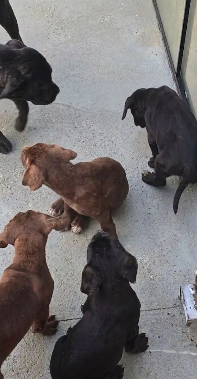 Cane Corso, Filhote,  fêmeas e machos de cane corso  - Foto 3