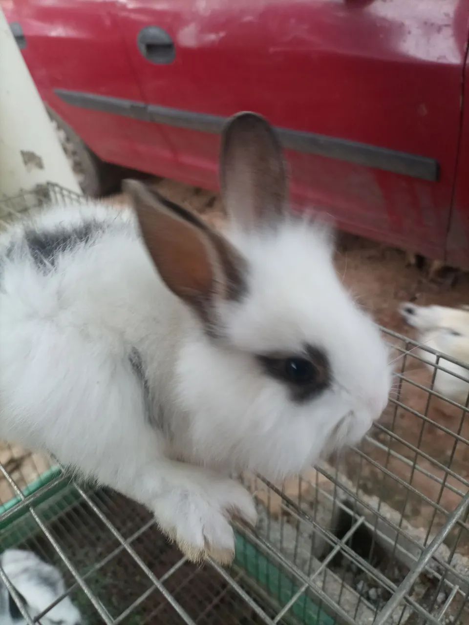 Coelho mini laon  - Foto 2