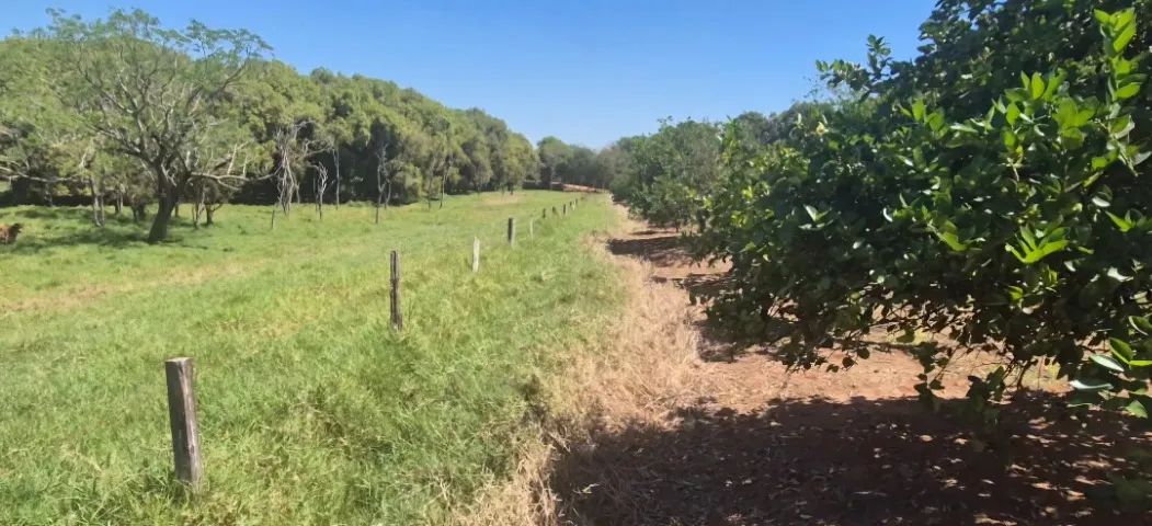 Propriedade com dois hectares - Foto 5
