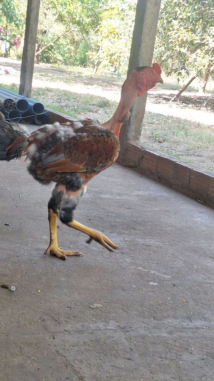 frango polaco índio  - Foto 2