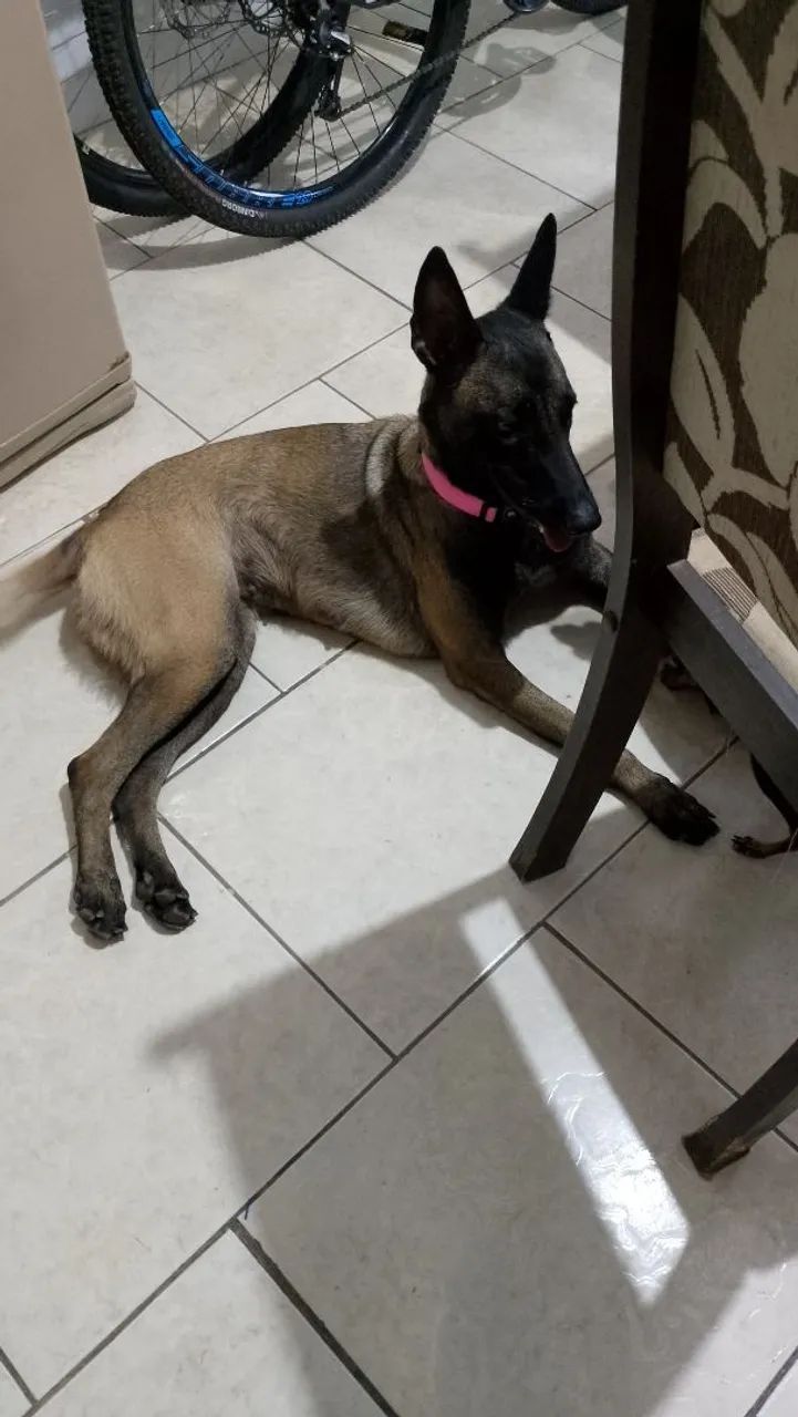 Pastor malinois  - Foto 5