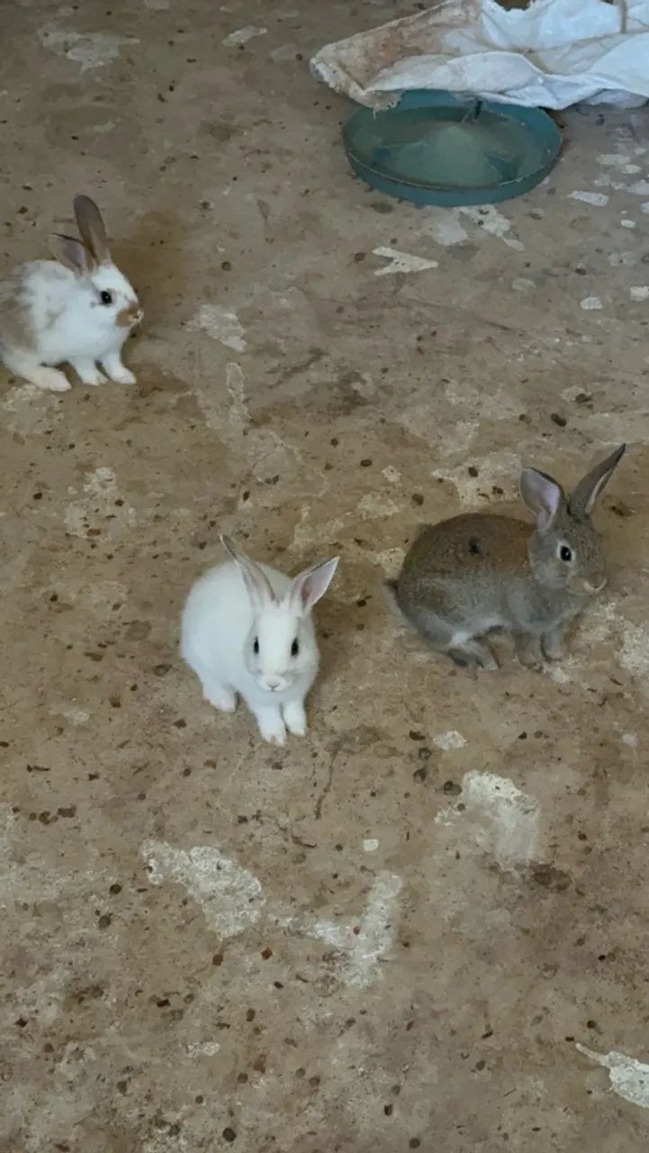 Coelhos  - Foto 4