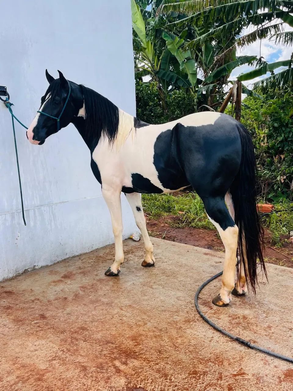 Cavalo mangalarga 
