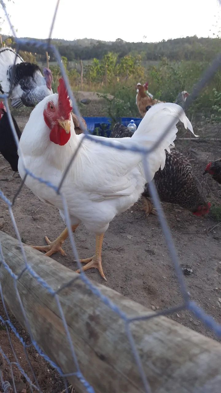 Galo de capoeira - Foto 4