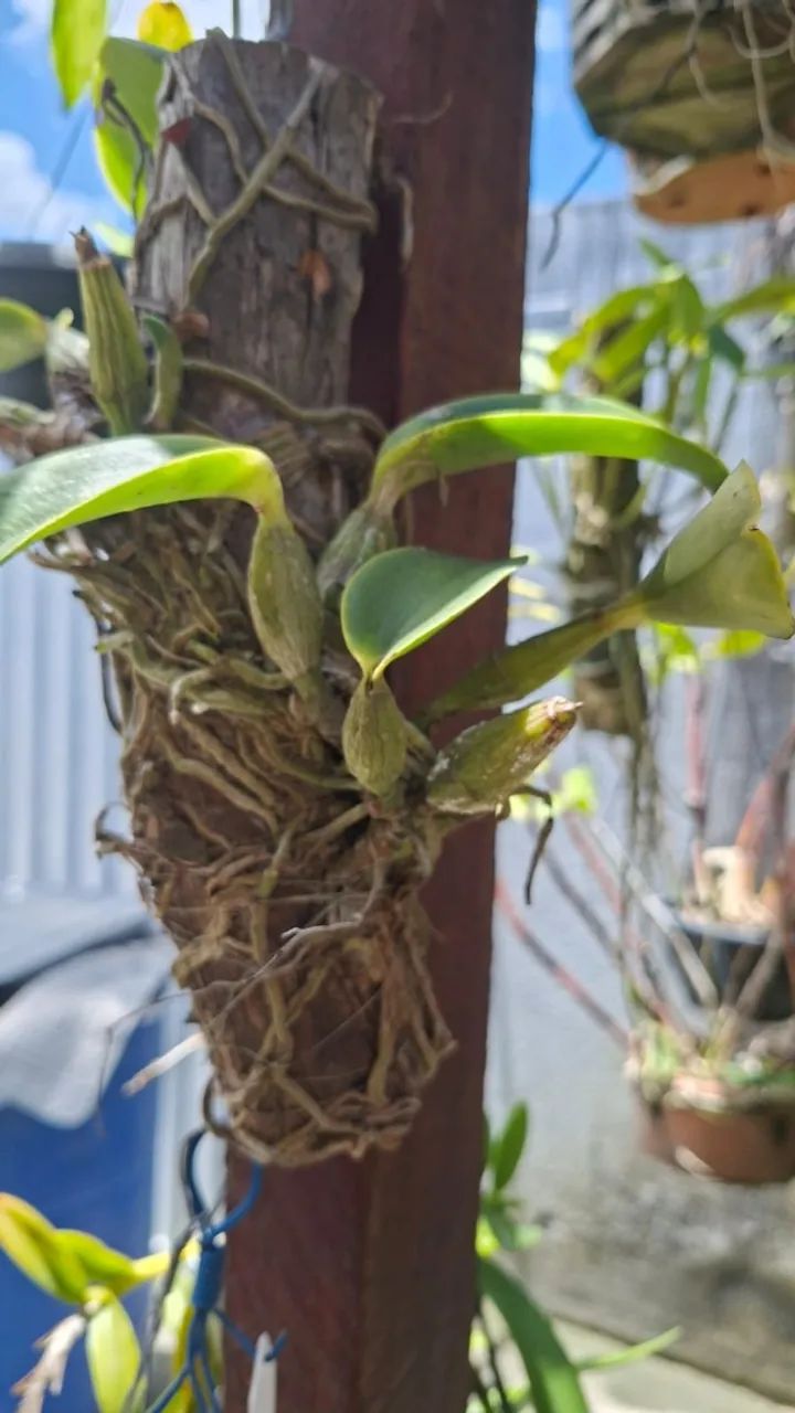 orquídeas de coleção - Foto 4
