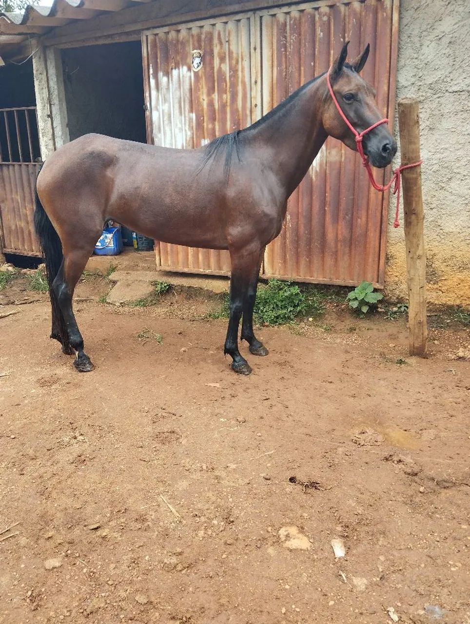 Égua mangalarga marcha picado genuína  - Foto 4
