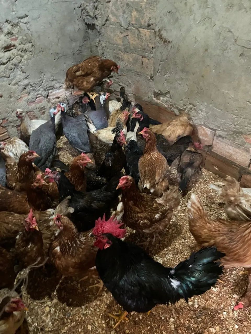 Galo todo preto e galinha preta