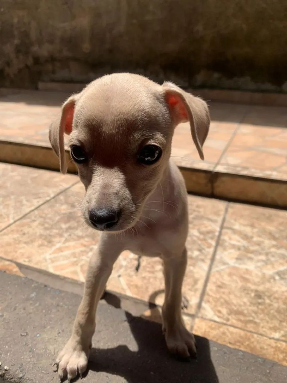 Vendo cachorro pit - Foto 2