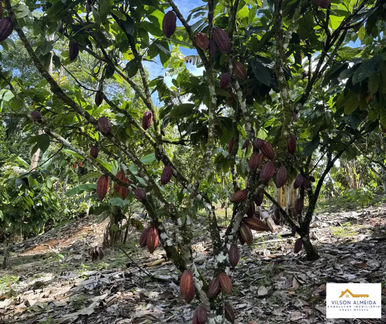 Áreas à venda, SERRA GRANDE, Uruçuca, BA - Foto 3